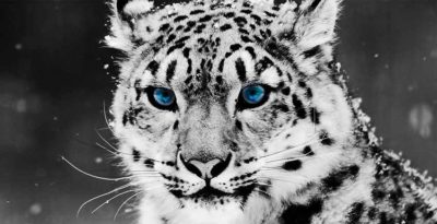 Animals & Nature Canvas Wall Art