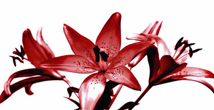 Flower Canvas Wall Art