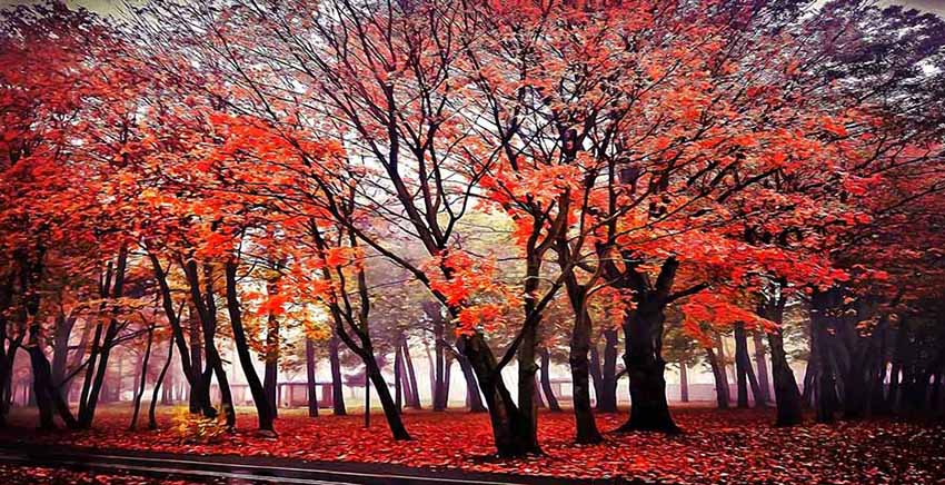 Forest Canvas Wall Art