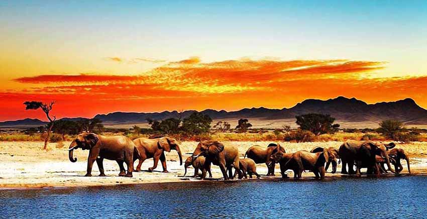 African Animal Canvas Wall Art Canvas Print