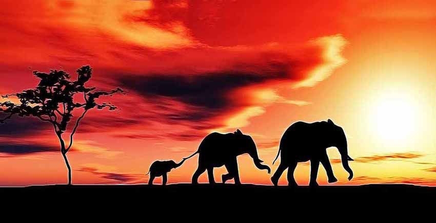 African Animal Canvas Wall Art Canvas Print