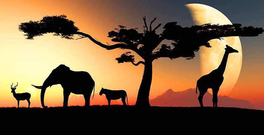 African Animal Canvas Wall Art Canvas Print