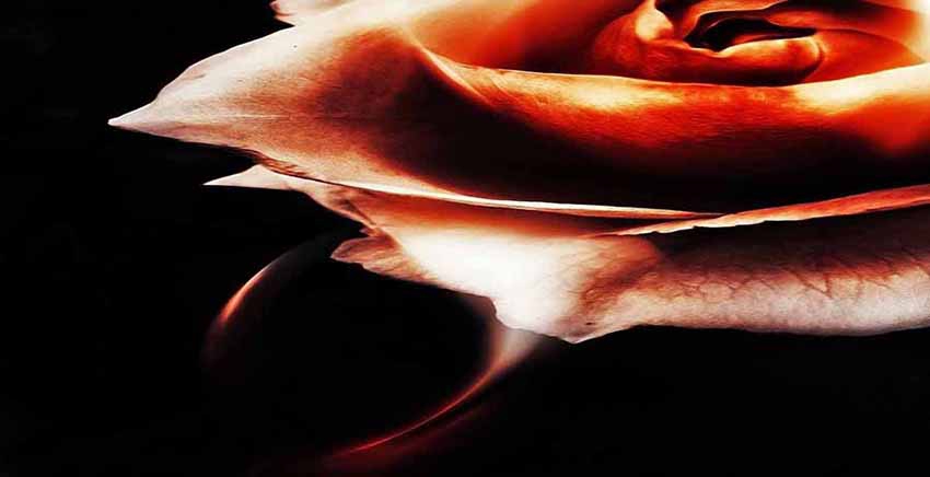 Flower Canvas Wall Art Canvas Print