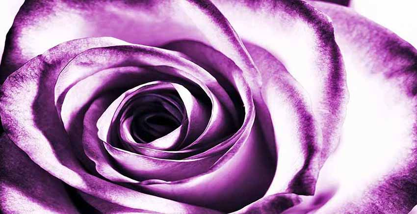 Purple Flower Canvas Wall Art Canvas Print
