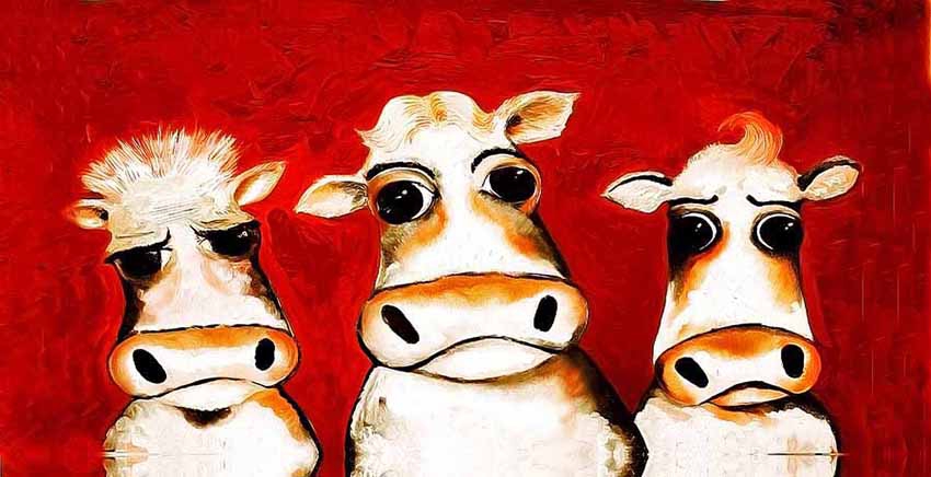 Funny Cows Canvas Wall Art Canvas Print