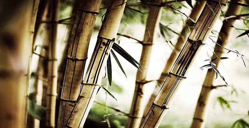 Canvas Wall Art Canvas Print Bamboo