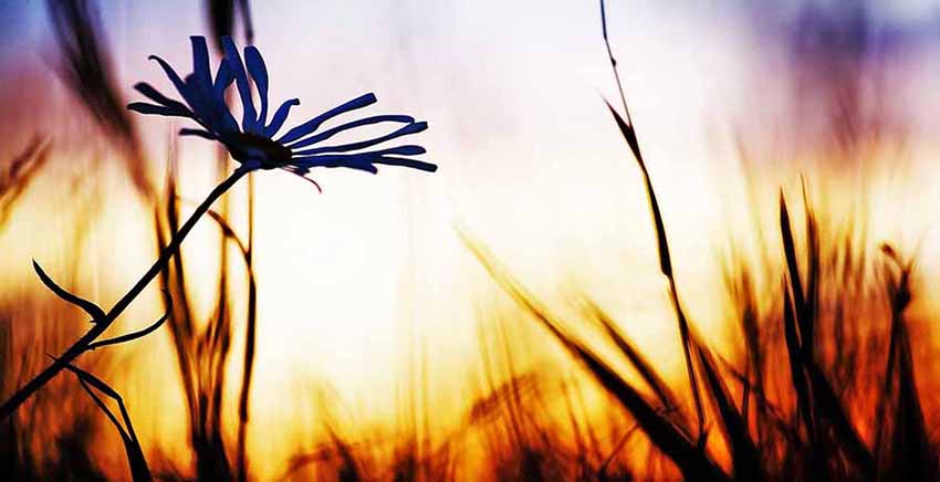 Canvas Wall Art Canvas Print