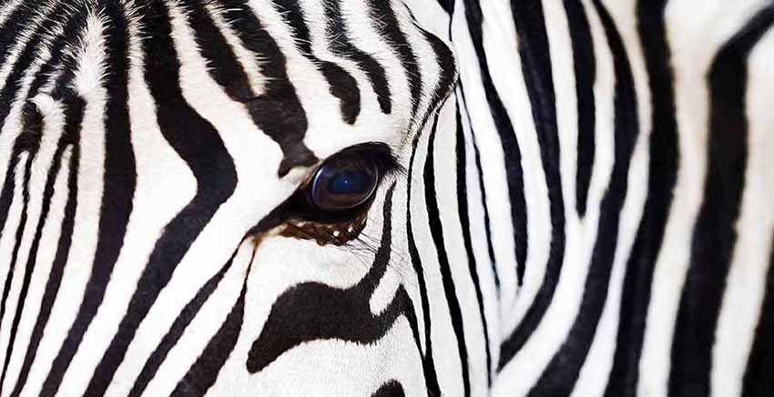 Zebra Canvas Wall Art Canvas Print Animal
