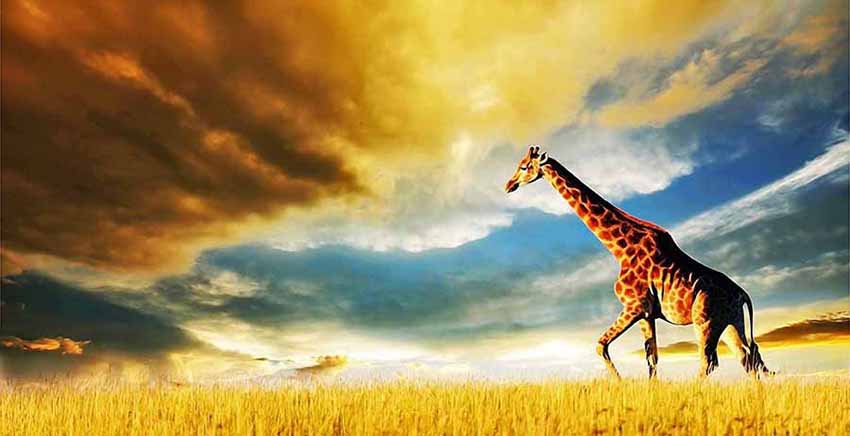 Zebra Canvas Wall Art Canvas Print