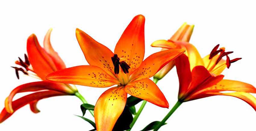 Canvas Wall Art Canvas Print Flower Lily