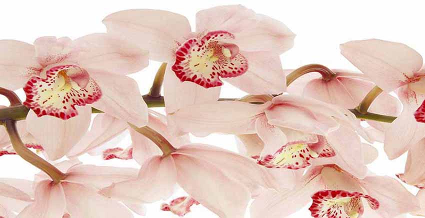Canvas Wall Art Canvas Print Flower